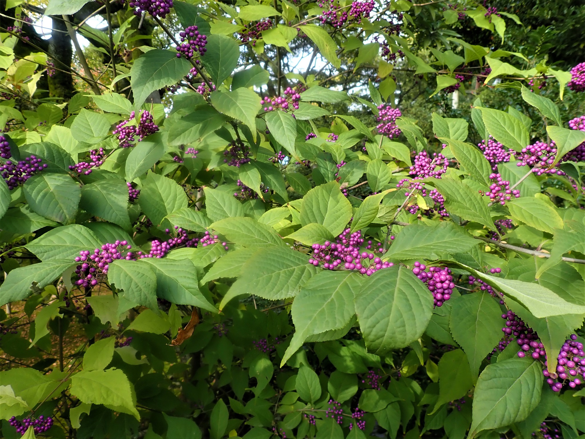 234．《ヤブムラサキ（藪紫）》 | ニッセイ緑の財団ニュース